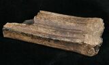 Pleistocene Aged Fossil Horse Tooth - Florida #10289-1